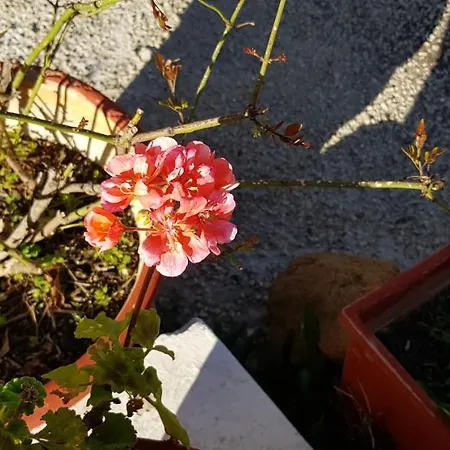 Zinovia